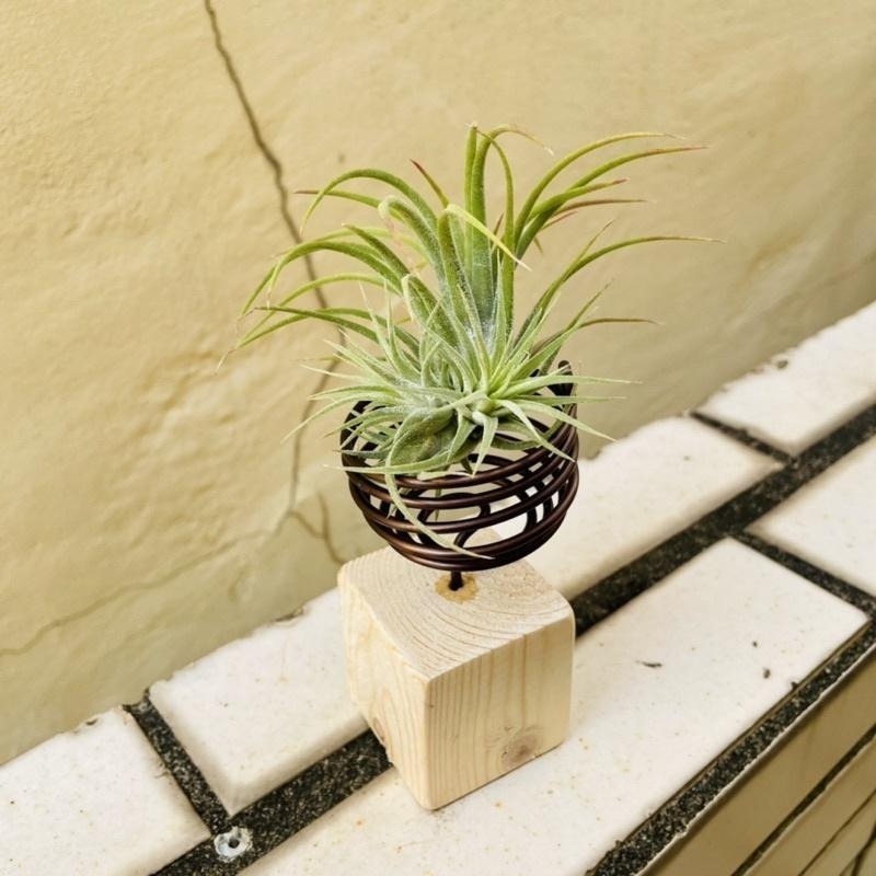 微甜多肉小陽台．空氣鳳梨的家｜鋁線手作．空氣鳳梨置物架｜積木款-細節圖8