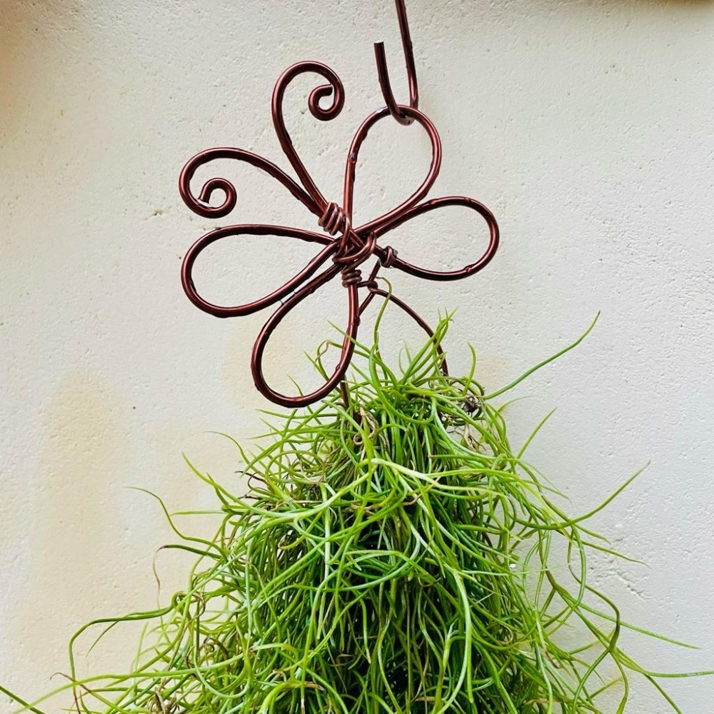 微甜多肉小陽台·空氣鳳梨的家 / 蝴蝶松蘿掛架（不含松蘿)-細節圖2