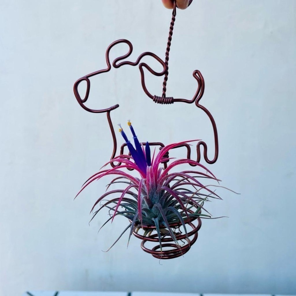 微甜多肉小陽台．空氣鳳梨的家｜鋁線手作．毛小孩．狗狗．空鳳掛架(不含植物)-細節圖4