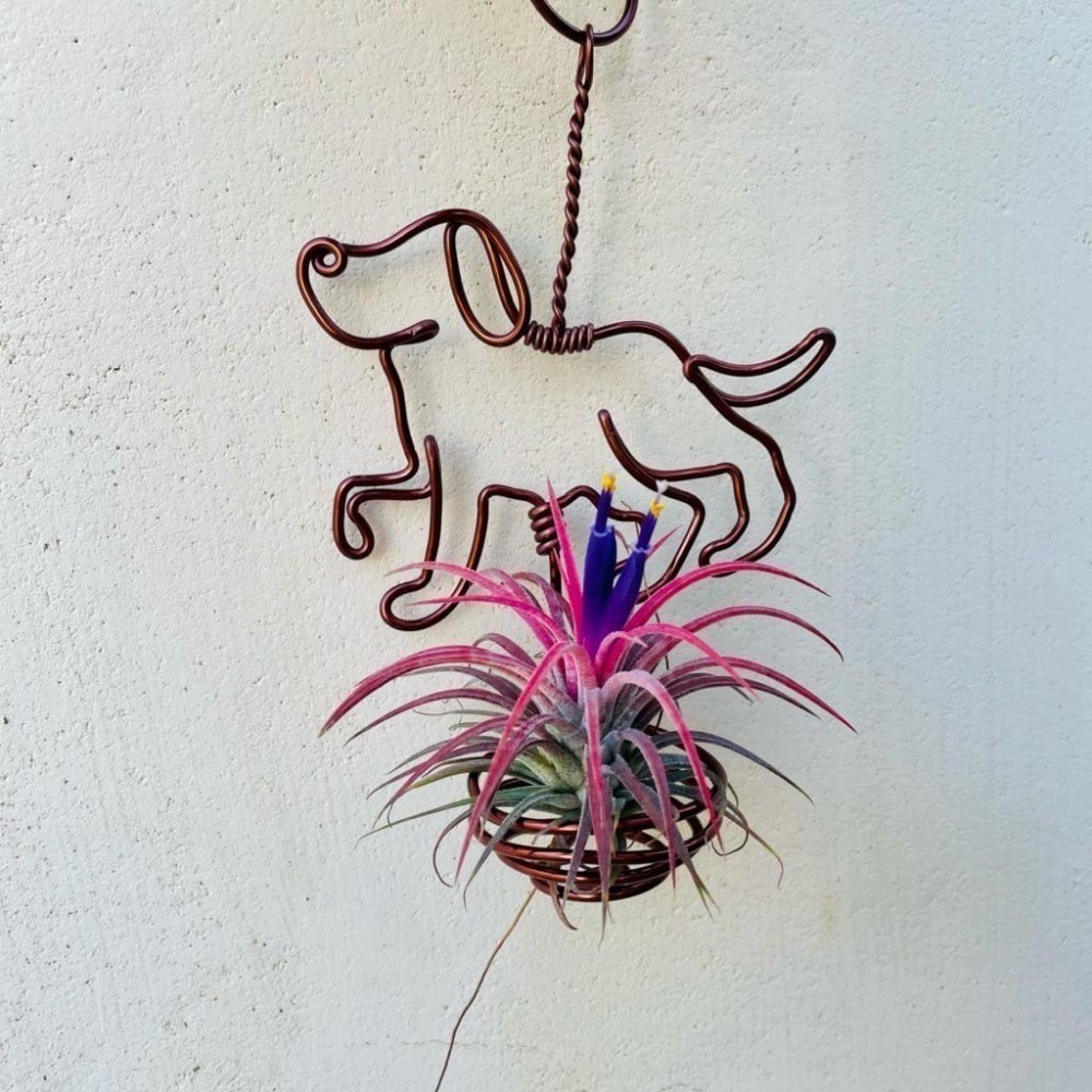 微甜多肉小陽台．空氣鳳梨的家｜鋁線手作．毛小孩．狗狗．空鳳掛架(不含植物)-細節圖5