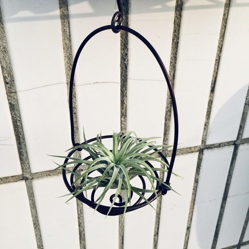 微甜多肉小陽台．空鳳的家｜鋁線手作．蚊香鋁線提籃（不含植物)-細節圖2
