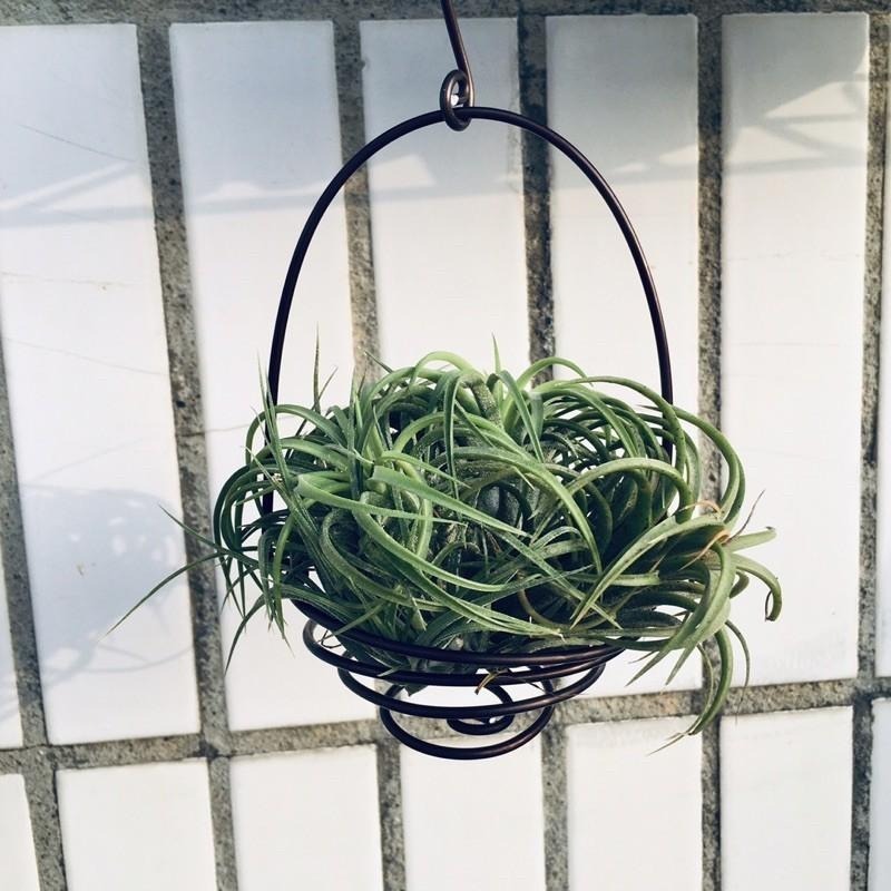 微甜多肉小陽台．空鳳的家｜鋁線手作．蚊香鋁線提籃（不含植物)-細節圖5