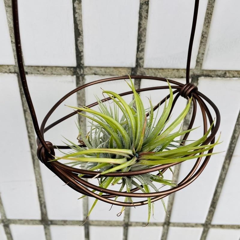 微甜多肉小陽台．空氣鳳梨的家｜鋁線手作．加強型鋁線提籃，附S型掛勾（不含植物）-細節圖2