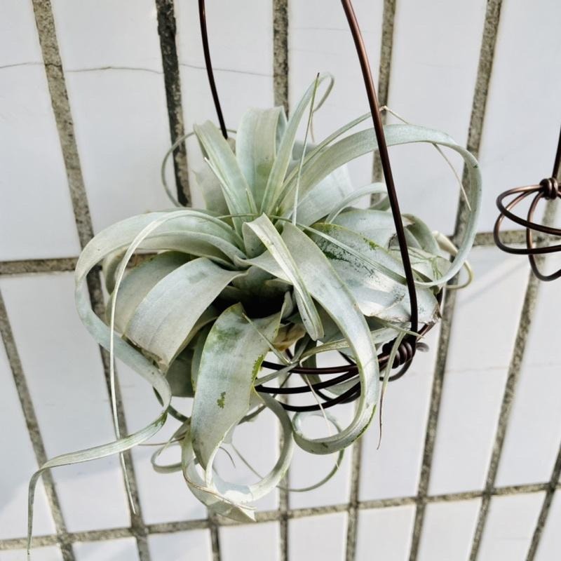 微甜多肉小陽台．空氣鳳梨的家｜鋁線手作．加強型鋁線提籃，附S型掛勾（不含植物）-細節圖6