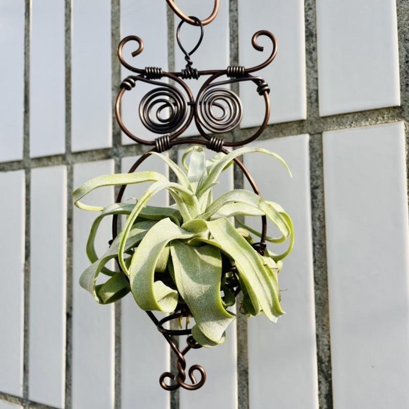 微甜多肉小陽台．空氣鳳梨的家｜鋁線手作．貓頭鷹空鳳掛架（不含植物）-細節圖2
