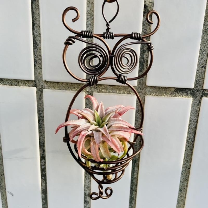 微甜多肉小陽台．空氣鳳梨的家｜鋁線手作．貓頭鷹空鳳掛架（不含植物）-細節圖4