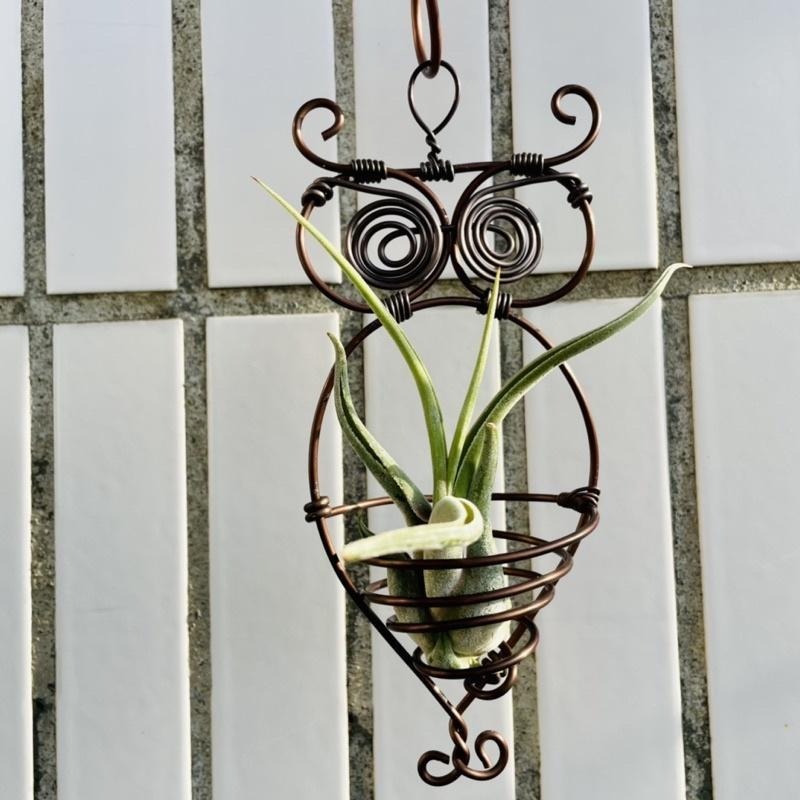 微甜多肉小陽台．空氣鳳梨的家｜鋁線手作．貓頭鷹空鳳掛架（不含植物）-細節圖5