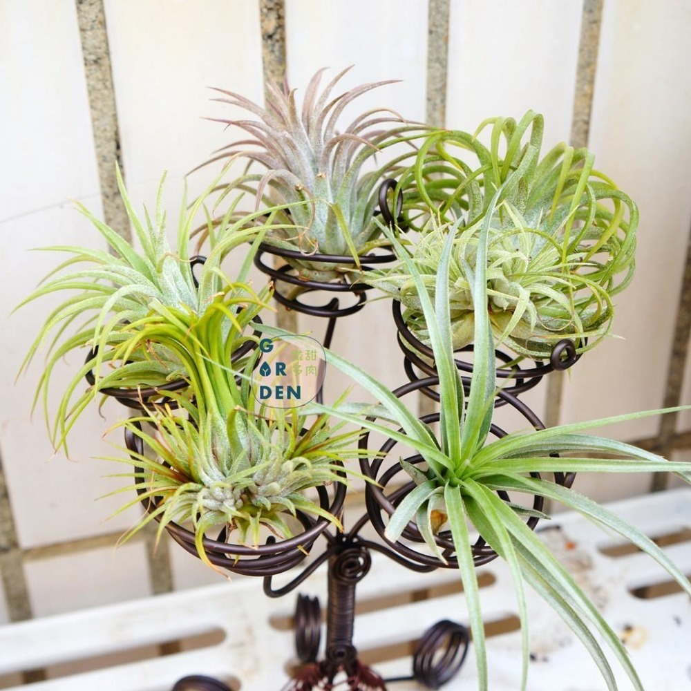 微甜多肉小陽台．空氣鳳梨的家｜鋁線手作．空氣鳳梨小燭台（不含植物）-細節圖5