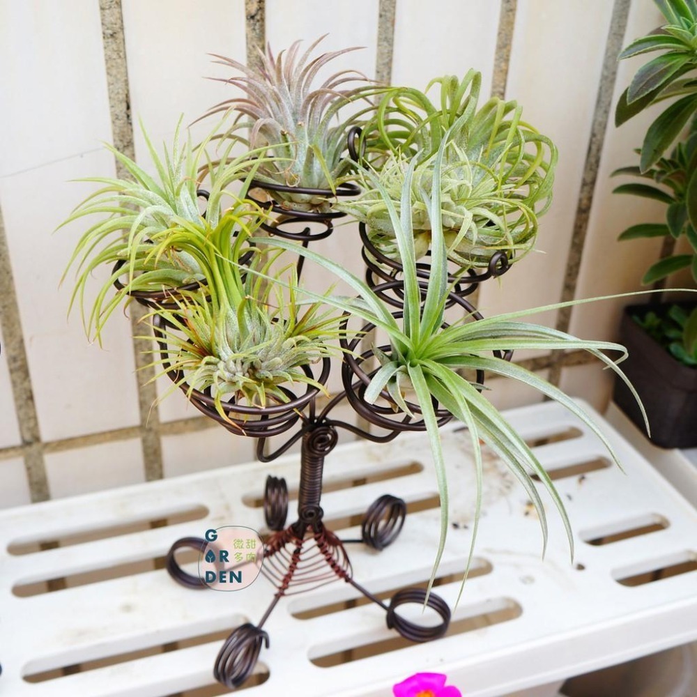 微甜多肉小陽台．空氣鳳梨的家｜鋁線手作．空氣鳳梨小燭台（不含植物）-細節圖6