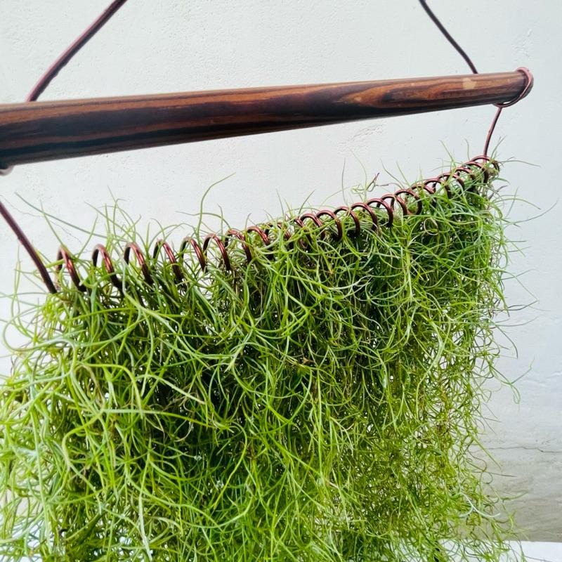 Yasha 微甜多肉小陽台·空氣鳳梨的家 / 松蘿衣架木作掛架（適合量多，不含植物）-細節圖2