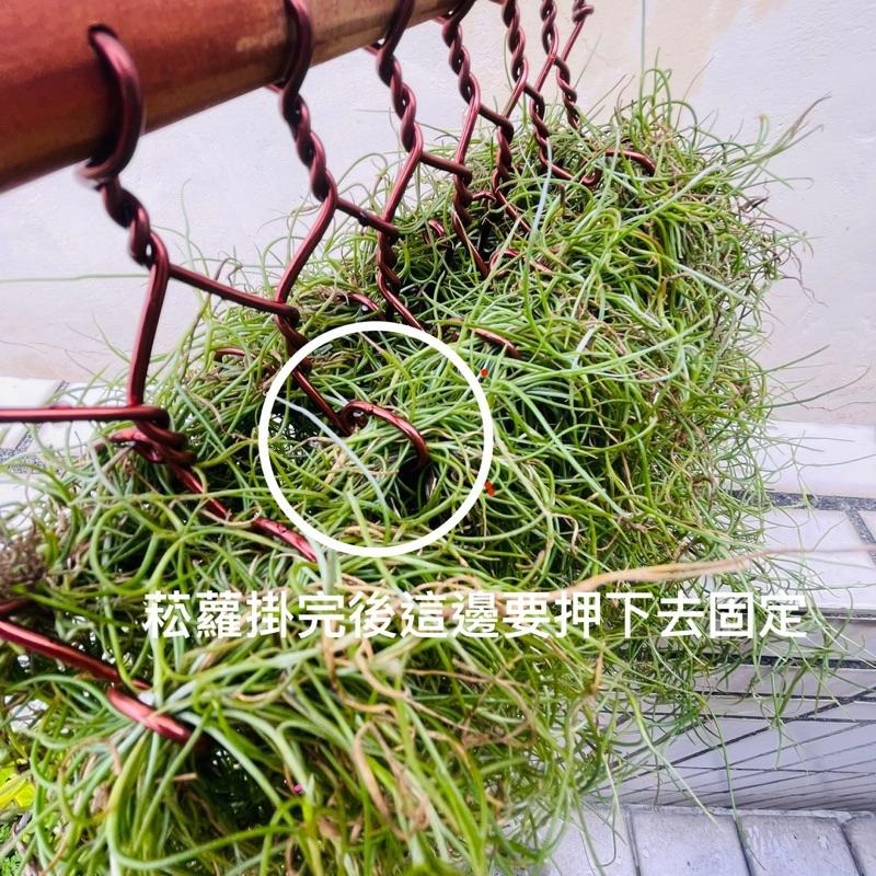 Yasha 微甜多肉小陽台·空氣鳳梨的家 / 松蘿衣架木作掛架（適合量多，不含植物）-細節圖4