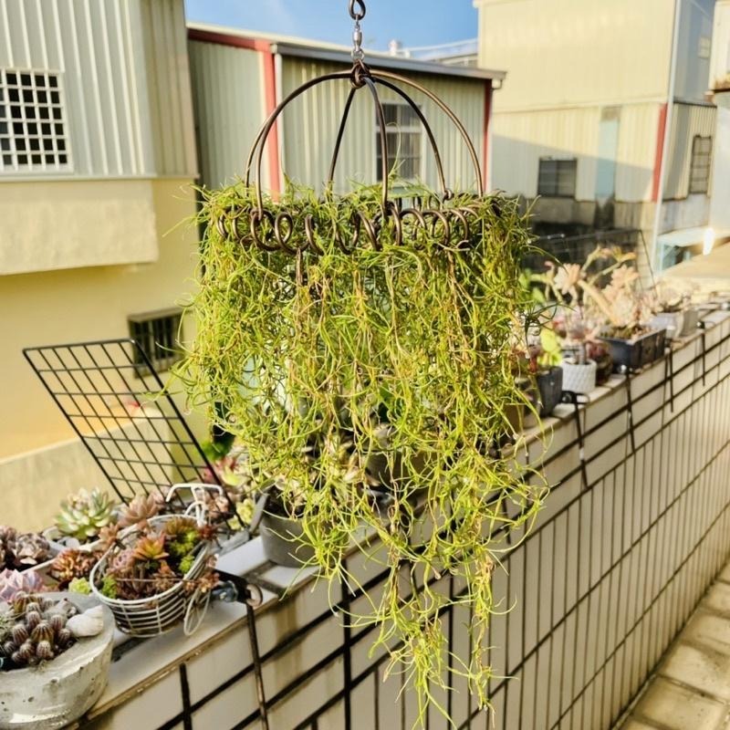微甜多肉小陽台．空氣鳳梨的家｜鋁線手作．旋轉菘蘿空鳳掛架（不含植物）-細節圖3