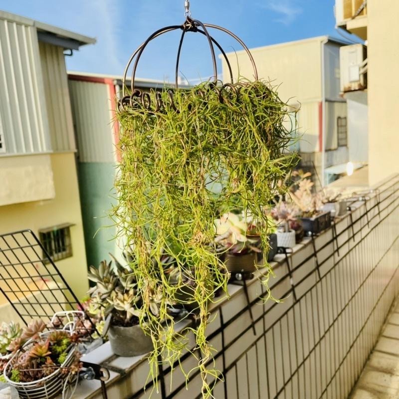 微甜多肉小陽台．空氣鳳梨的家｜鋁線手作．旋轉菘蘿空鳳掛架（不含植物）-細節圖4