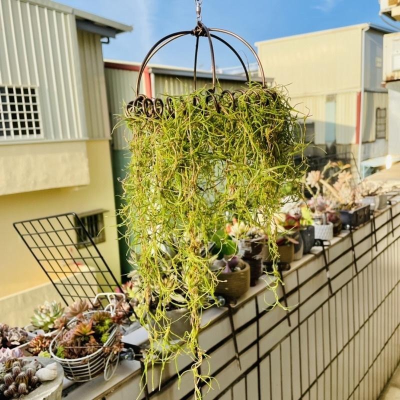 微甜多肉小陽台．空氣鳳梨的家｜鋁線手作．旋轉菘蘿空鳳掛架（不含植物）-細節圖5