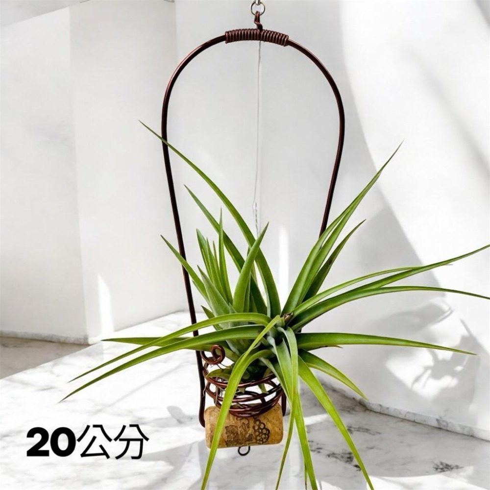 微甜多肉小陽台．空氣鳳梨的家｜鋁線手作．可旋轉的軟木塞空鳳架～下方可加掛（出貨不含空氣鳳梨）-細節圖3
