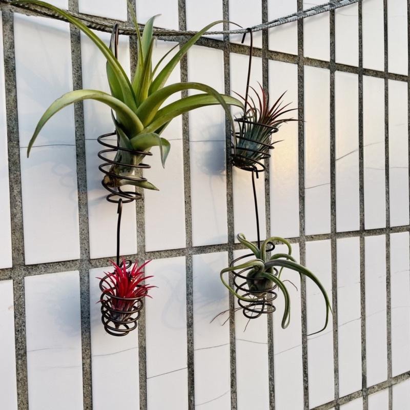 微甜多肉小陽台·空氣鳳梨的家 / 空鳳小掛籃1個(不含植物)-細節圖3