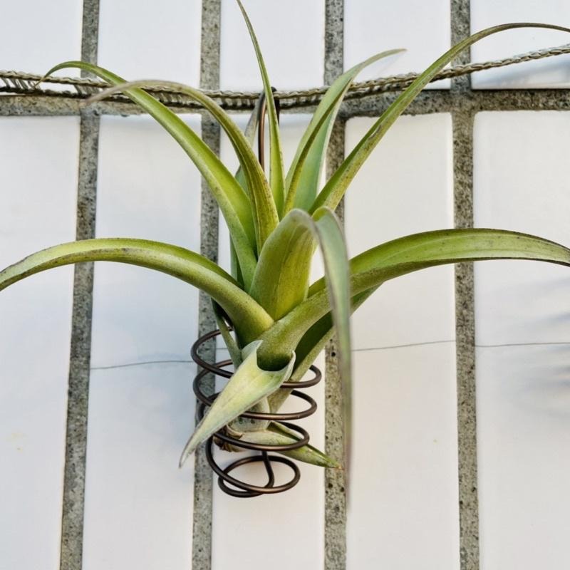 微甜多肉小陽台·空氣鳳梨的家 / 空鳳小掛籃1個(不含植物)-細節圖4