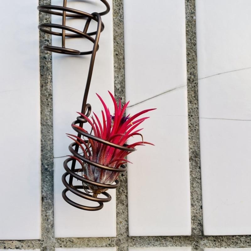 微甜多肉小陽台·空氣鳳梨的家 / 空鳳小掛籃1個(不含植物)-細節圖5