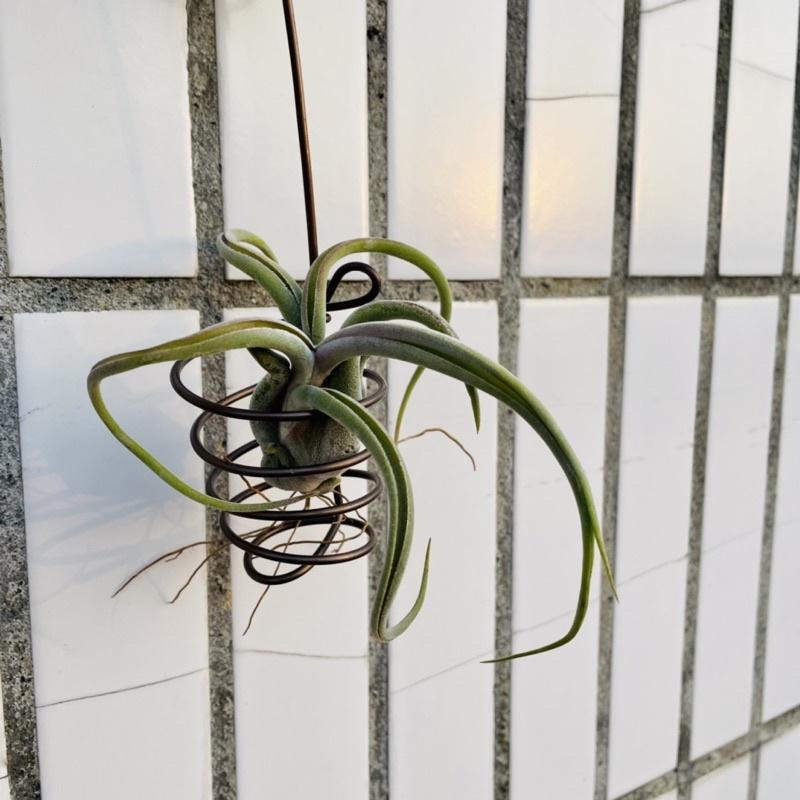 微甜多肉小陽台·空氣鳳梨的家 / 空鳳小掛籃1個(不含植物)-細節圖6