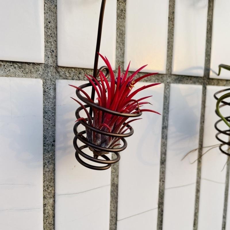 微甜多肉小陽台·空氣鳳梨的家 / 空鳳小掛籃1個(不含植物)-細節圖7