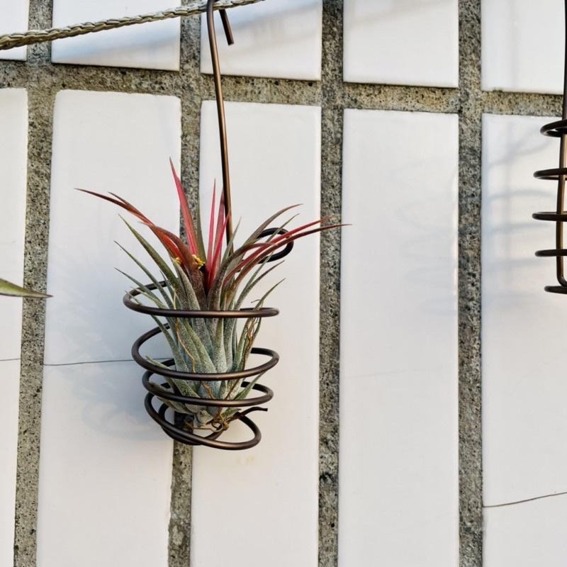 微甜多肉小陽台·空氣鳳梨的家 / 空鳳小掛籃1個(不含植物)-細節圖9