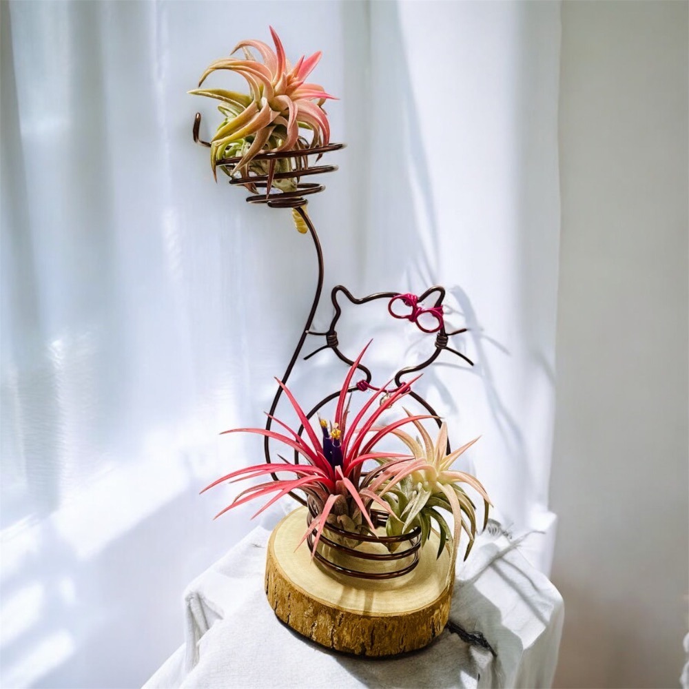 微甜多肉小陽台．空氣鳳梨的家｜鋁線手作．小貓咪的祝福（不含植物）-細節圖6