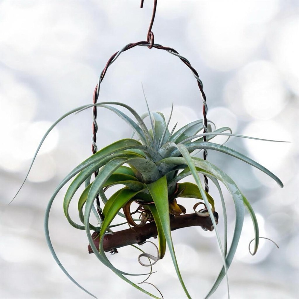 微甜多肉小陽台．空鳳的家 / 雙色空鳳掛架（可擴充，適合大型空鳳）（不含植物）-細節圖3