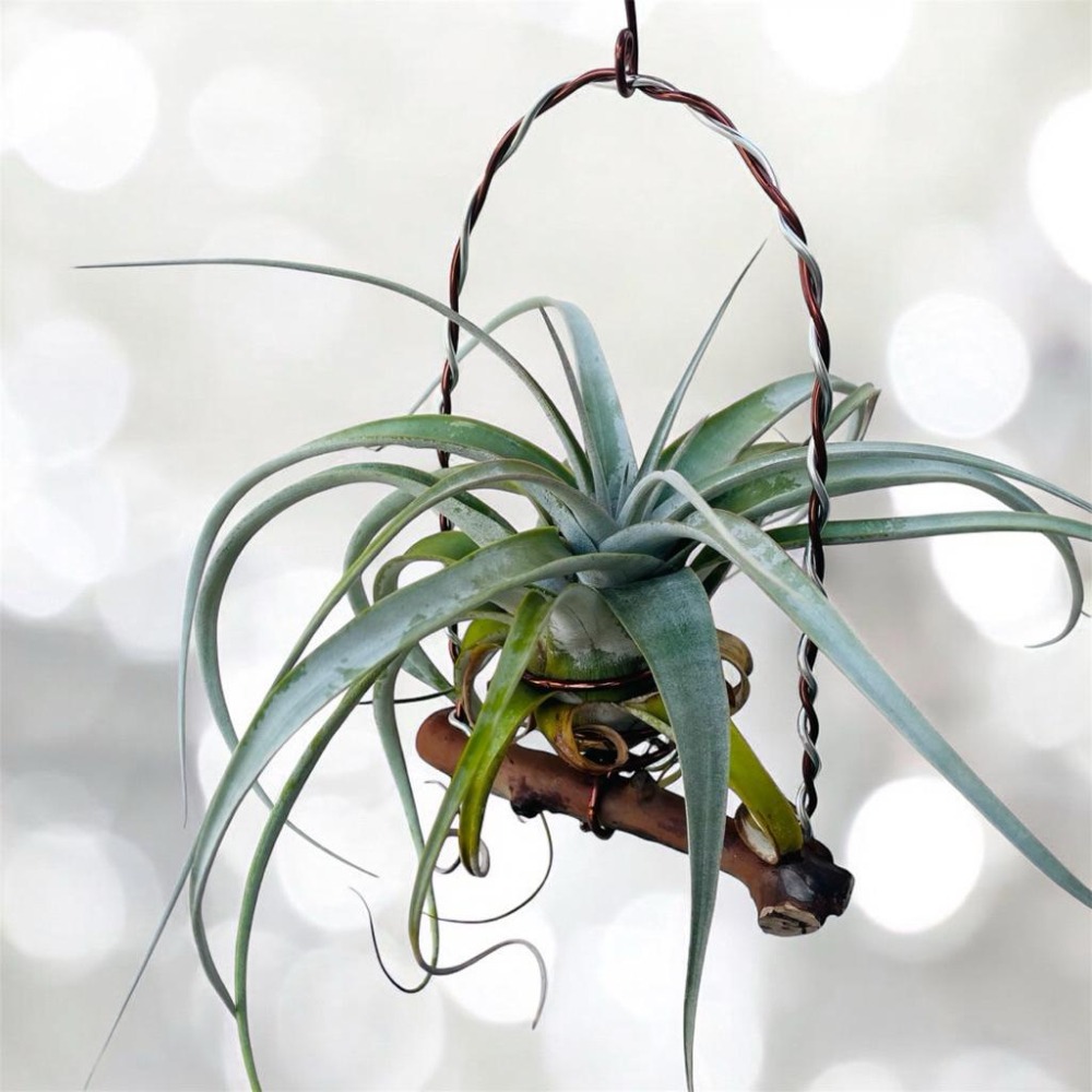 微甜多肉小陽台．空鳳的家 / 雙色空鳳掛架（可擴充，適合大型空鳳）（不含植物）-細節圖4