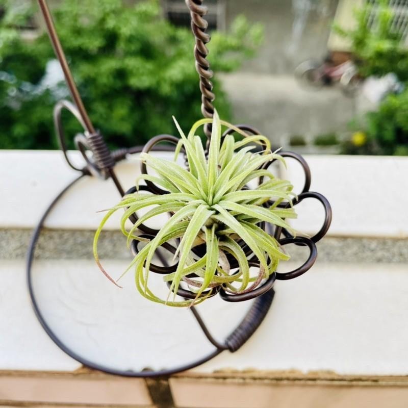 微甜多肉小陽台．空氣鳳梨的家｜鋁線手作．花朵籃（不含植物）-細節圖6