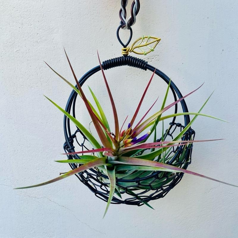 微甜多肉小陽台．空氣鳳梨的家｜鋁線手作．鋁線編織籃（不含植物）-細節圖6