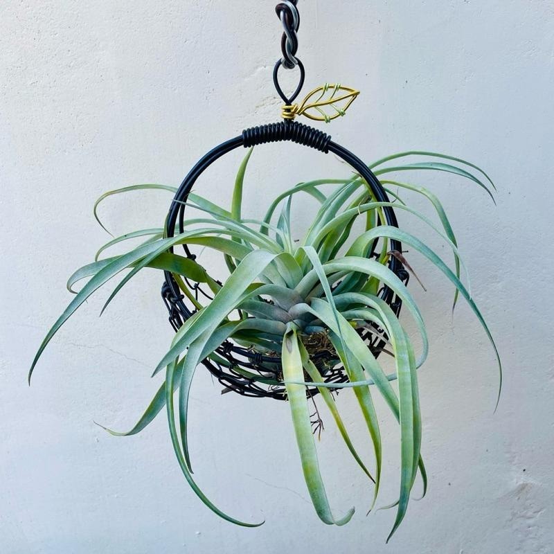 微甜多肉小陽台．空氣鳳梨的家｜鋁線手作．鋁線編織籃（不含植物）-細節圖7