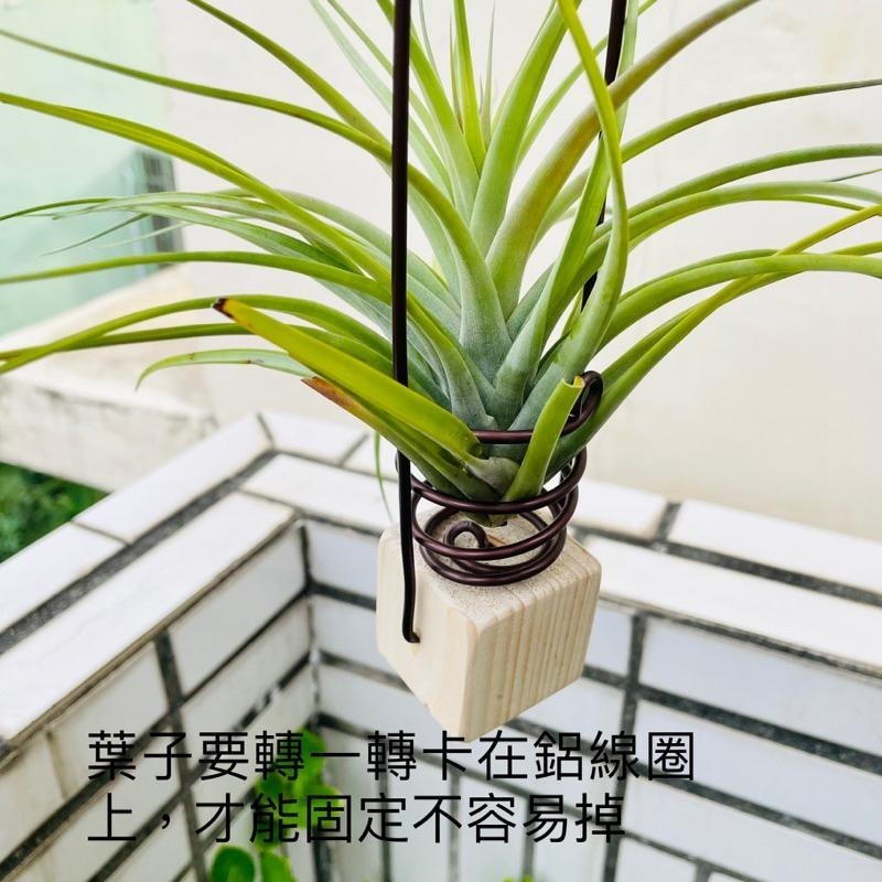 微甜多肉小陽台．空氣鳳梨的家｜鋁線手作．積木空氣旋轉掛架（不含植物）-細節圖6
