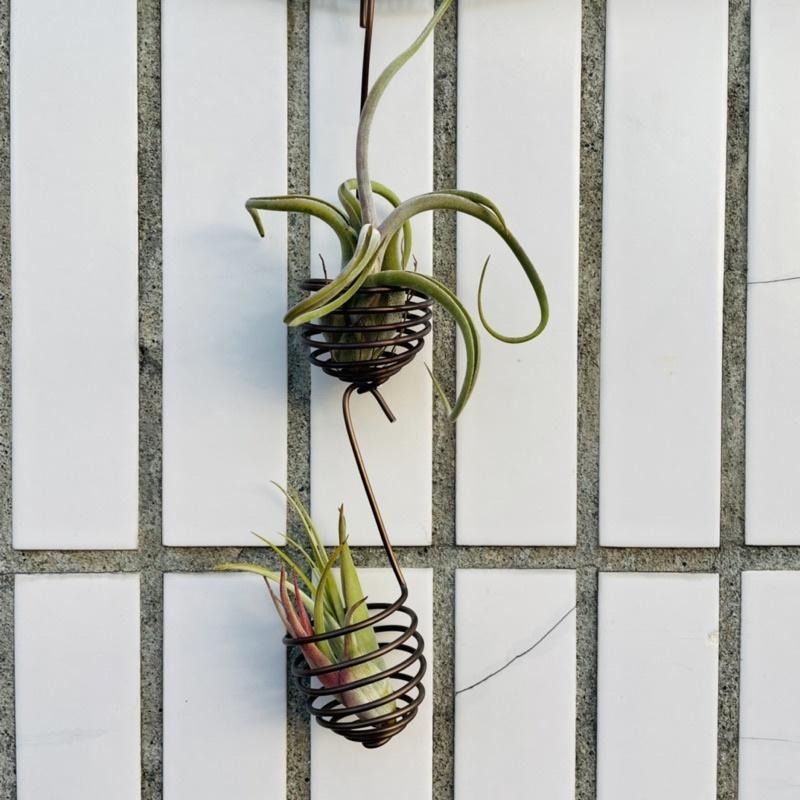 微甜多肉小陽台．空鳳的家．空氣鳳梨的家 / 空鳳小掛籃-細節圖3