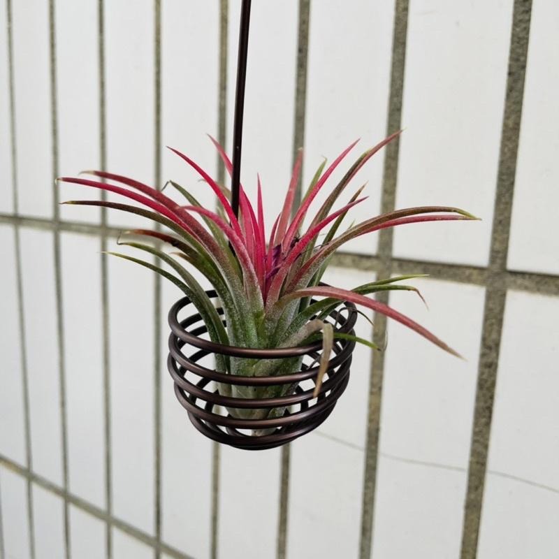 微甜多肉小陽台．空鳳的家．空氣鳳梨的家 / 空鳳小掛籃-細節圖4