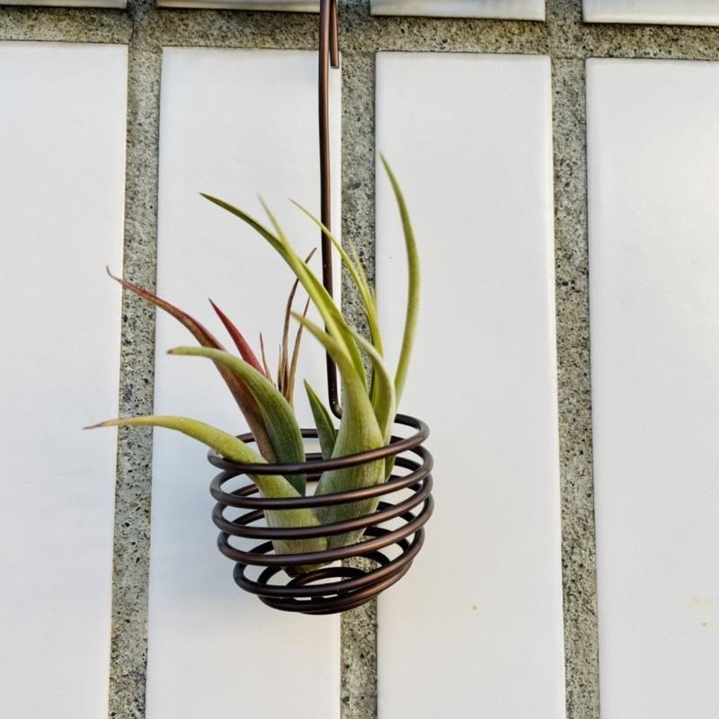 微甜多肉小陽台．空鳳的家．空氣鳳梨的家 / 空鳳小掛籃-細節圖5