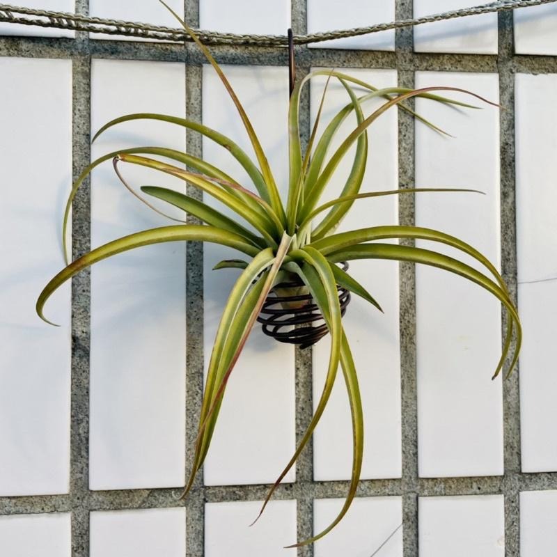 微甜多肉小陽台．空鳳的家．空氣鳳梨的家 / 空鳳小掛籃-細節圖6