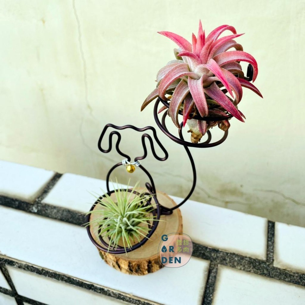 微甜多肉小陽台．空氣鳳梨的家｜鋁線手作．來福狗空鳳木架(不含空鳳)-細節圖8