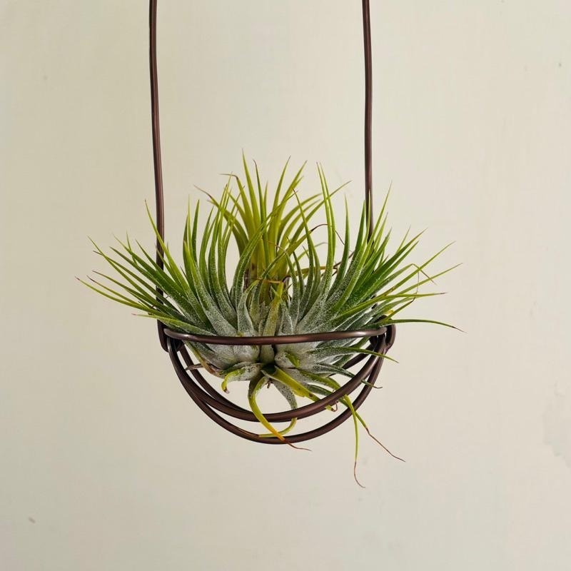 微甜多肉小陽台．空氣鳳梨的家｜鋁線手作．加強型鋁線提籃(小)，附S型掛勾（不含植物）-細節圖3