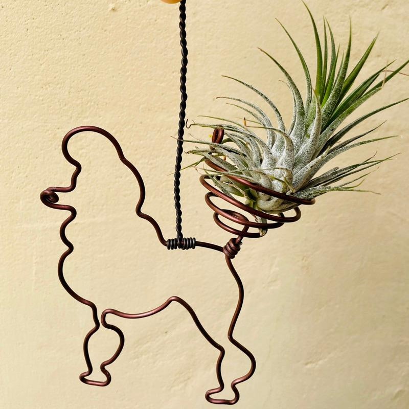 【微甜多肉小陽台】空氣鳳梨的家 / 貴賓狗空鳳掛架(不含空鳳)-細節圖4