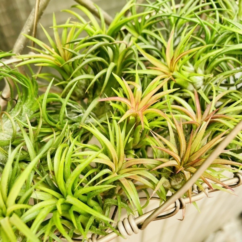 微甜多肉小陽台．空氣鳳梨｜入門款療癒系植物-細節圖2