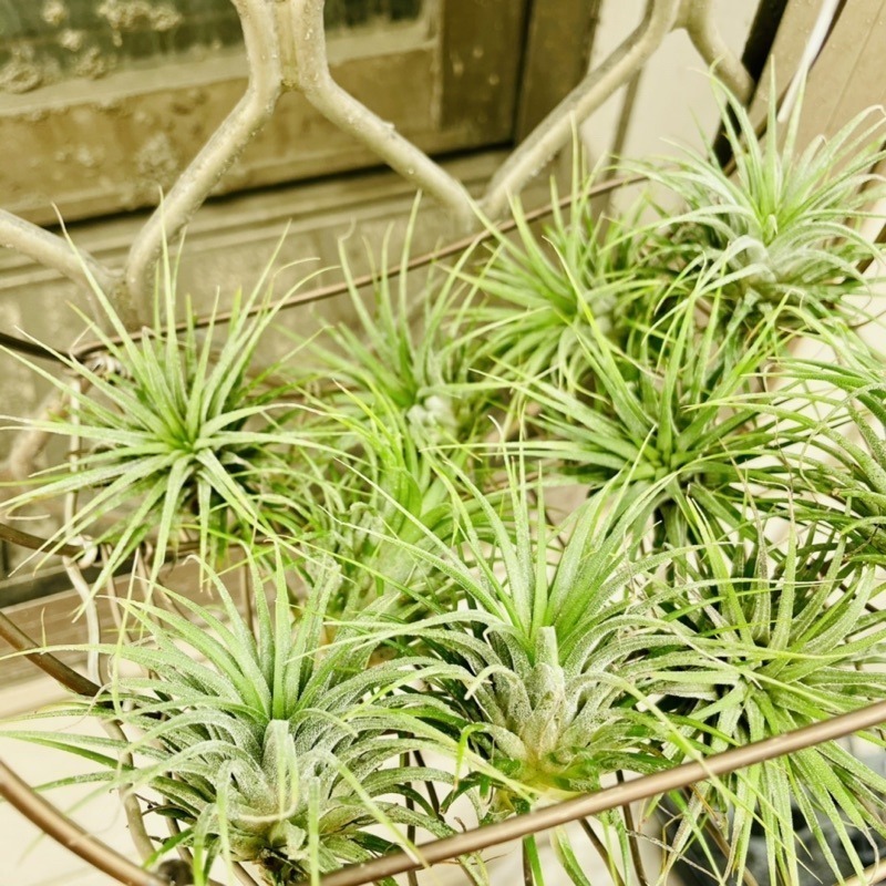 微甜多肉小陽台．空氣鳳梨｜入門款療癒系植物-細節圖3