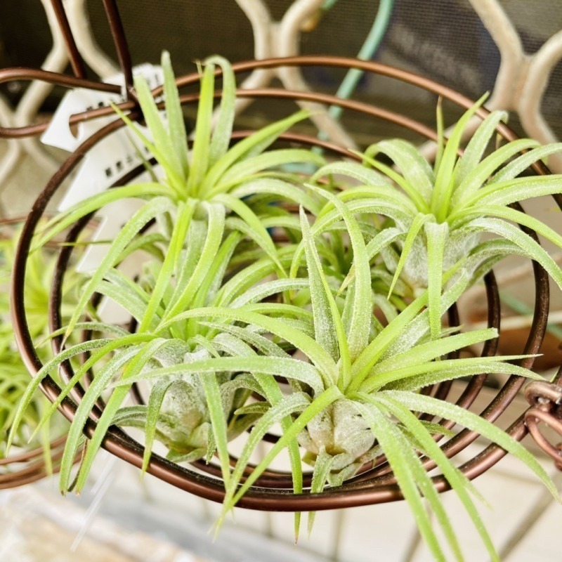 微甜多肉小陽台．空氣鳳梨｜入門款療癒系植物-細節圖4