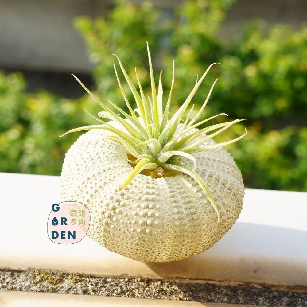 微甜多肉小陽台．空氣鳳梨｜入門款療癒系植物-細節圖5