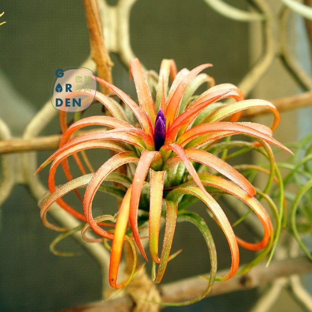 微甜多肉小陽台．空氣鳳梨｜入門款療癒系植物-細節圖6