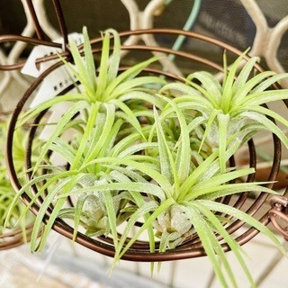 微甜多肉小陽台．空氣鳳梨｜入門款療癒系植物-規格圖6