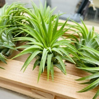 微甜多肉小陽台．空氣鳳梨｜入門款療癒系植物-規格圖6