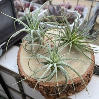 微甜多肉小陽台．空氣鳳梨｜入門款療癒系植物-規格圖6