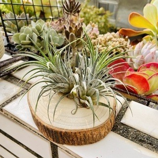 微甜多肉小陽台．空氣鳳梨｜入門款療癒系植物-規格圖6