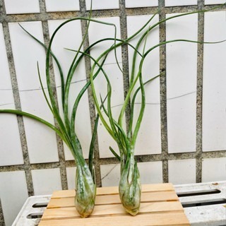 微甜多肉小陽台．空氣鳳梨｜入門款療癒系植物-規格圖6