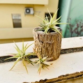 微甜多肉小陽台．空氣鳳梨｜入門款療癒系植物-規格圖6